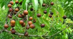 Wasnoten 3kg Met 4 Waszakjes - Zeepnoten - Natuurlijk Wassen - 4x750gr -Schoonmaakmiddelen 1200x649